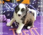 Puppy 10 English Shepherd