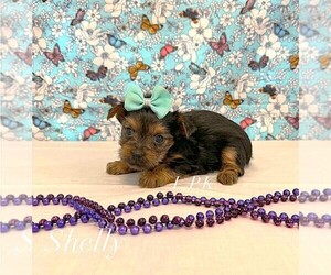 Yorkshire Terrier Puppy for sale in WINNSBORO, LA, USA