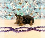 Small Yorkshire Terrier