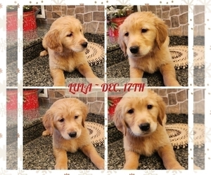 Golden Retriever Puppy for sale in SENECA FALLS, NY, USA