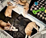 Small Photo #3 American Pit Bull Terrier-Siberian Husky Mix Puppy For Sale in SCHENECTADY, NY, USA
