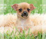 Puppy Cortez Chihuahua