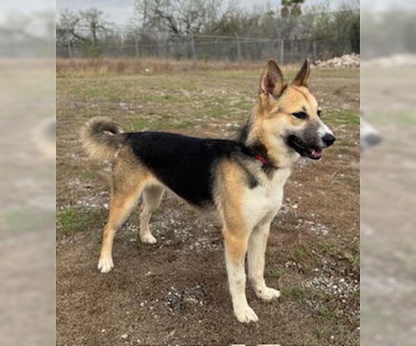 Medium Photo #6 Siberian Husky-Unknown Mix Puppy For Sale in Pleasanton, TX, USA