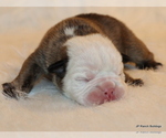 Small Photo #2 English Bulldog Puppy For Sale in WINNSBORO, TX, USA