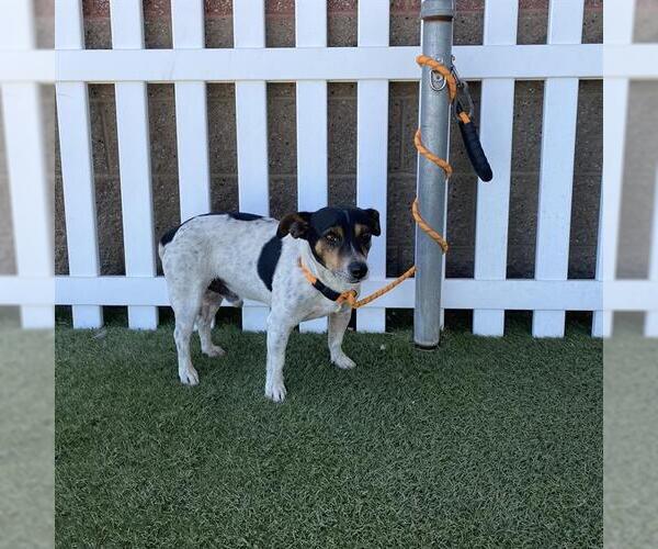 Medium Photo #1 Chihuahua Puppy For Sale in Modesto, CA, USA