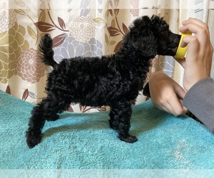 Poodle (Standard) Puppy for sale in MORLEY, MI, USA