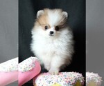 Small #4 Pomeranian