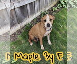 Small Photo #2 Labrador Retriever-Unknown Mix Puppy For Sale in The Woodlands, TX, USA