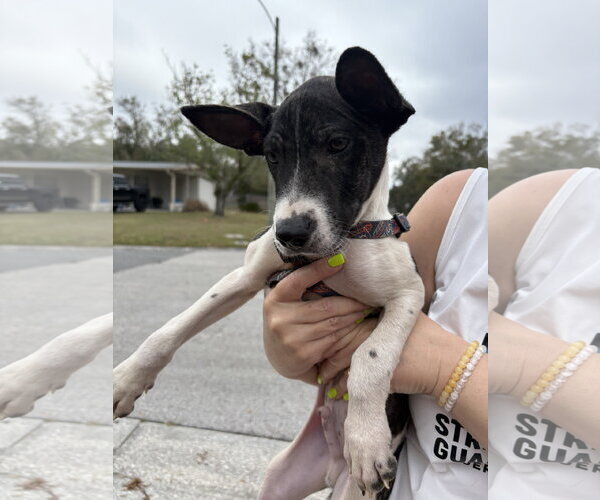 Medium Photo #3 Labrador Retriever-Unknown Mix Puppy For Sale in Sanford, FL, USA