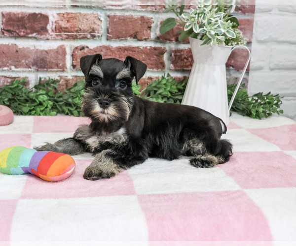 Medium Photo #4 Schnauzer (Miniature) Puppy For Sale in SYRACUSE, IN, USA