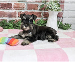 Small Photo #4 Schnauzer (Miniature) Puppy For Sale in SYRACUSE, IN, USA