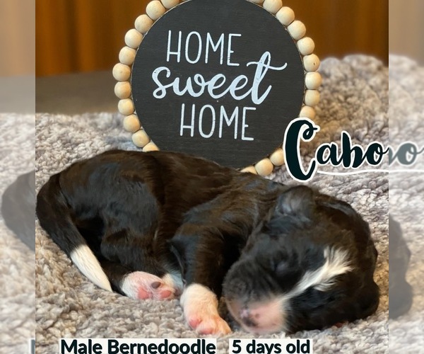 Medium Photo #8 Bernedoodle Puppy For Sale in OMAHA, NE, USA