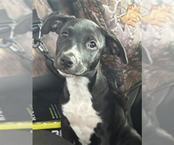 Medium Photo #1 Labrador Retriever-Unknown Mix Puppy For Sale in Texas City, TX, USA