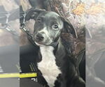 Small Labrador Retriever Mix