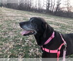 Small #4 Coonhound
