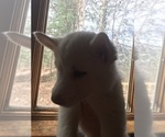 Small Photo #6 Siberian Husky Puppy For Sale in DANBY, VT, USA
