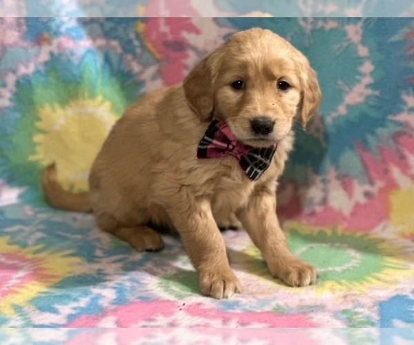 Medium Photo #4 Golden Retriever Puppy For Sale in LANCASTER, PA, USA