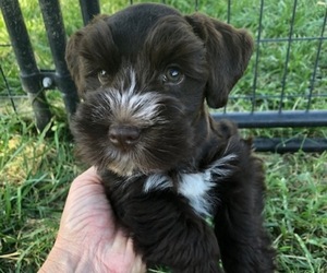 Schnauzer (Miniature) Puppy for sale in GRASS VALLEY, CA, USA