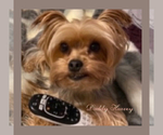 Small Photo #1 -Yorkshire Terrier Mix Puppy For Sale in BRUNSWICK, OH, USA