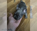 Small #1 French Bulldog