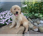 Small Photo #7 Golden Retriever Puppy For Sale in SUGARCREEK, OH, USA