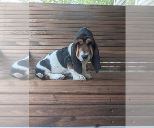 Medium Photo #2 Basset Hound Puppy For Sale in HILLSBORO, TX, USA