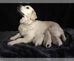 Mother of the English Cream Golden Retriever puppies born on 01/28/2022