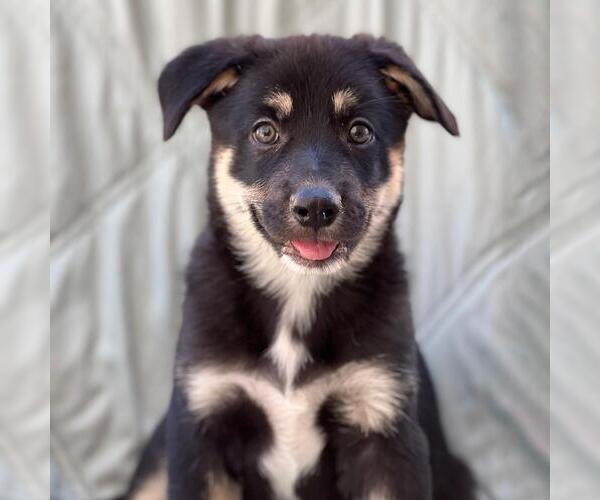 Medium Photo #2 Labrador Retriever-Unknown Mix Puppy For Sale in San Diego, CA, USA