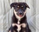 Small Photo #2 Labrador Retriever-Unknown Mix Puppy For Sale in San Diego, CA, USA