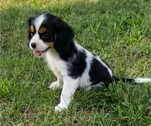 Cavalier King Charles Spaniel Puppy for sale in GRANGER, IN, USA