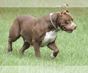 Mother of the American Bully puppies born on 11/14/2020