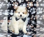Small Photo #2 Pomeranian Puppy For Sale in CHRISTIANA, PA, USA