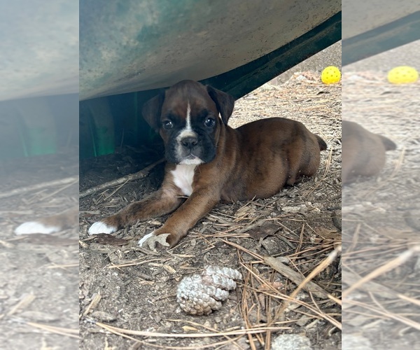 Medium Photo #1 Boxer Puppy For Sale in ABBEVILLE, SC, USA
