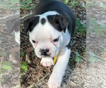 Puppy Spots Boston Terrier
