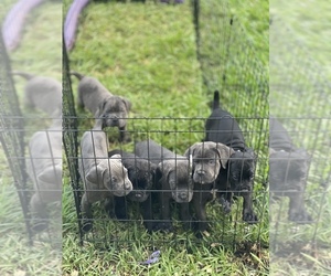 Cane Corso Puppy for sale in DAVIE, FL, USA