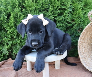 German Shepherd Dog-Labrador Retriever Mix Puppy for sale in HONEY BROOK, PA, USA