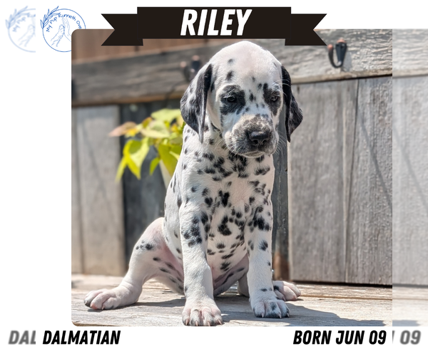Medium Photo #94 Dalmatian Puppy For Sale in GOSHEN, IN, USA