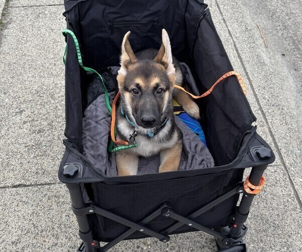 Medium Photo #2 German Shepherd Dog Puppy For Sale in SACRAMENTO, CA, USA
