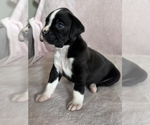 Medium Boxer