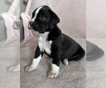 Puppy 2 Boxer