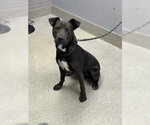 Small Mutt