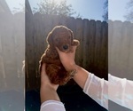 Small #4 Poodle (Miniature)