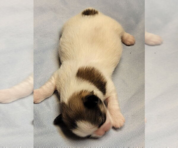 Medium Photo #5 Shih Tzu Puppy For Sale in FANNING SPGS, FL, USA