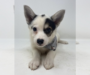 Imo-Inu Dog for Adoption in MONCLOVA, Ohio USA