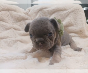 French Bulldog Puppy for sale in MORENO VALLEY, CA, USA