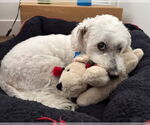Small #8 Maltipoo