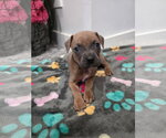 Small #8 Boston Terrier-Boxer Mix