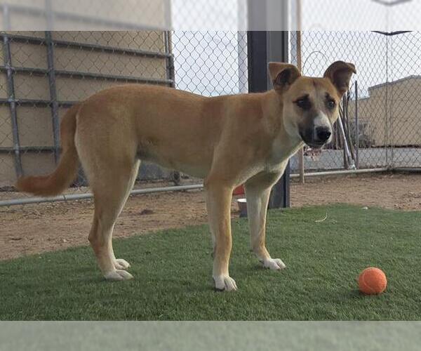 Medium Photo #1 German Shepherd Dog-Unknown Mix Puppy For Sale in HESPERIA, CA, USA