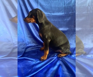 Doberman Pinscher Puppy for sale in YUCCA VALLEY, CA, USA