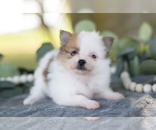 Medium Photo #1 Pomeranian Puppy For Sale in SHILOH, OH, USA